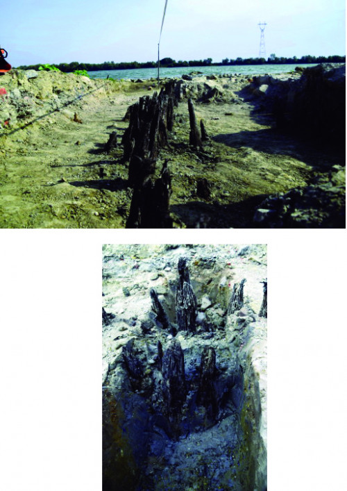 Fig. 20. Incinta Nord – Turn Colț (Turn I).Latura Vest – piloți lemn bătuți în solul aluvionar.