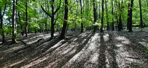 Fig. 10. Documentarea teraselor din perimetrul Pădurii Bleș.