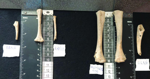 Fig. 13. Oase aparținând scheletelor de copil descoperit în M9.