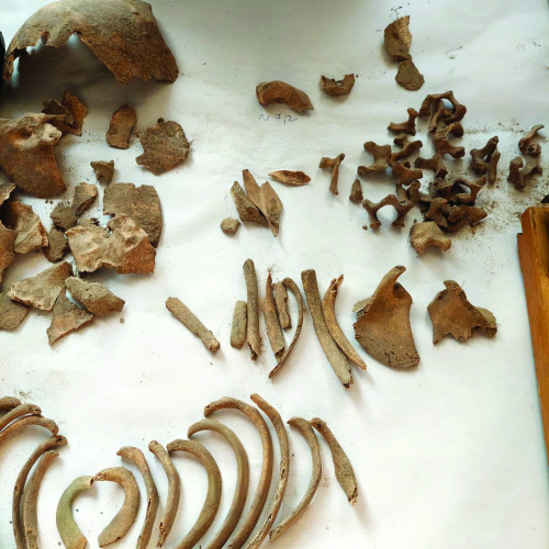 Fig. 14. Oase aparținând scheletelor de copil descoperit în M9.