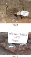 Chronicle of the Archaeological Excavations in Romania, 2005 Campaign. Report no. 149, Rapoltu Mare, Măgura Uroiului<br /><a href='CronicaCAfotografii/2005/149/rsz-7.jpg' target=_blank>Display the same picture in a new window</a>