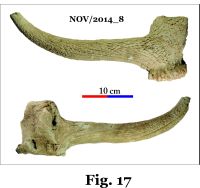 Chronicle of the Archaeological Excavations in Romania, 2014 Campaign. Report no. 124, Isaccea, Cetate (Pontonul Vechi)<br /><a href='CronicaCAfotografii/2014/124-Isaccea/nov-fig-17.jpg' target=_blank>Display the same picture in a new window</a>