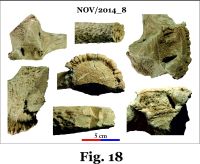 Chronicle of the Archaeological Excavations in Romania, 2014 Campaign. Report no. 124, Isaccea, Cetate (Pontonul Vechi)<br /><a href='CronicaCAfotografii/2014/124-Isaccea/nov-fig-18.jpg' target=_blank>Display the same picture in a new window</a>